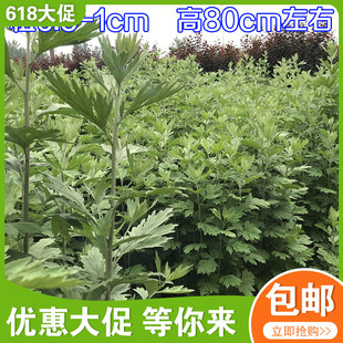 精品新鲜艾草10根端午节礼品挂件挂门檐现剪现发整支香艾草艾叶蒲