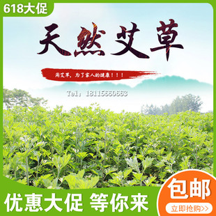 500克新鲜艾草艾叶药用整棵整株孕妇艾草叶泡脚泡澡祛湿端午熏蚊