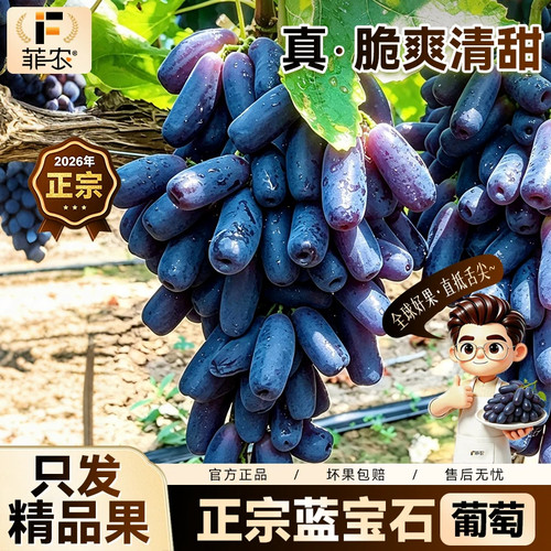 云南金手指葡萄新鲜水果