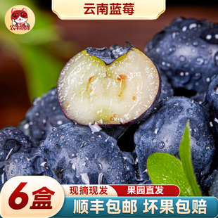 【6盒】云南蓝莓鲜果特大礼盒高山新鲜水果整箱礼盒应季5斤蓝梅