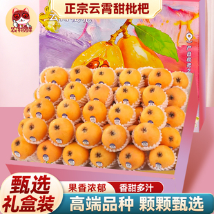 顺丰礼盒 正宗云霄枇杷鲜果5斤新鲜应当季水果特大果现摘现发琵琶