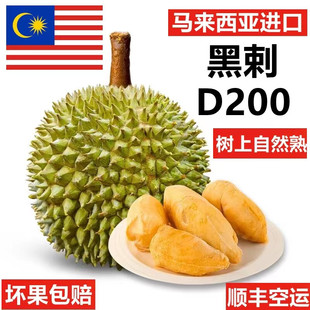 马来西亚黑刺榴莲正宗D200当季液氮带壳冷冻树上熟整果孕妇水果进