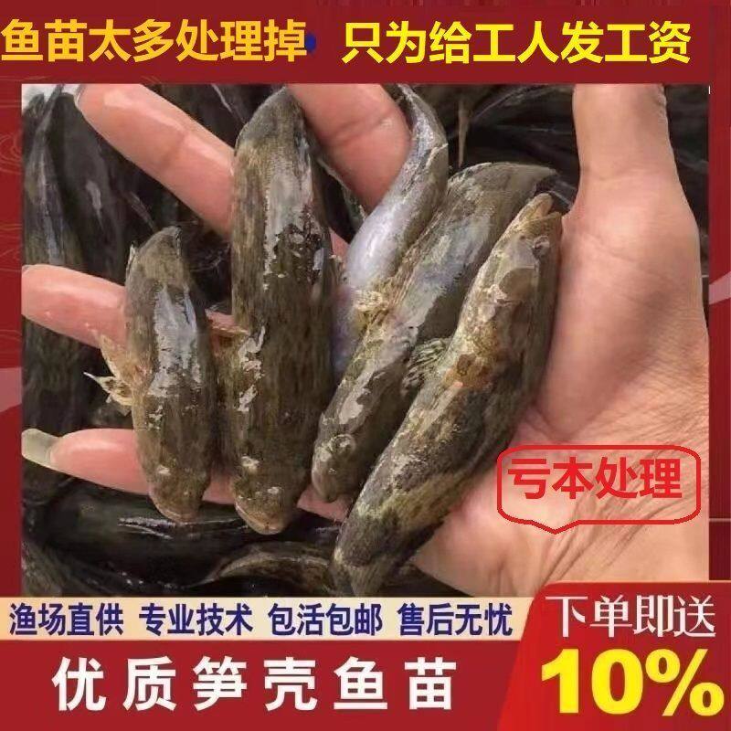 笋壳鱼苗水花泰国云斑尖塘鳢虎头斑鱼竹壳鱼苗笋木奶奶鱼壳鱼水花