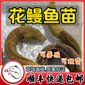 花锦鳝鱼苗 白鳝鱼 鲈鳗苗 白鳗鱼苗 河鳗冷水 日本鳗鱼 花鳗鱼苗