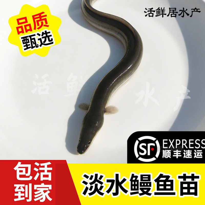 鳗鱼苗白河淡水海塘鳝鱼