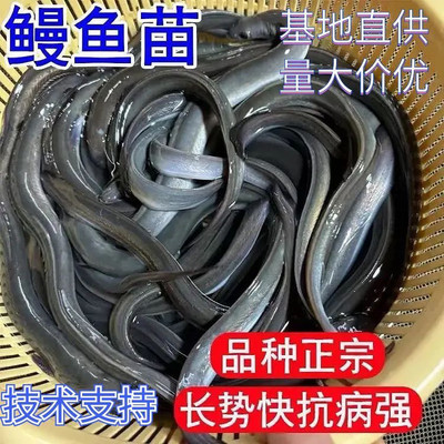 现苗发货鳗鱼苗白鳝花河