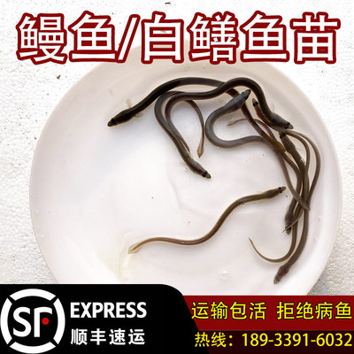 鳗鱼苗淡水养殖白鳝日本