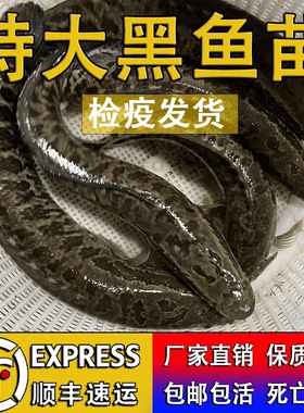 黑鱼苗活体淡水特大养殖