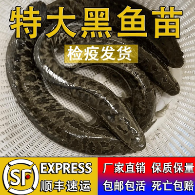 黑鱼苗活体淡水特大养殖