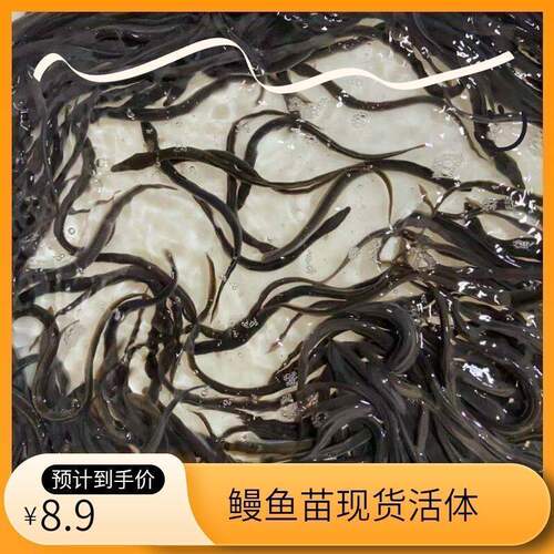 白鳗冷水热带鱼淡水原生