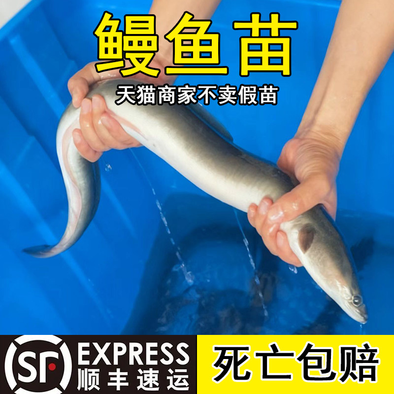 鳗鱼苗河花鳝青鲡苗白淡图片