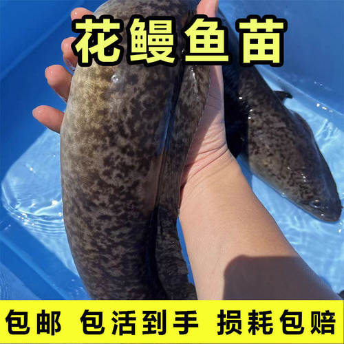金丝花鳗鱼苗淡水鱼塘养