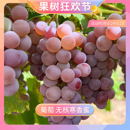 【狂欢】天狼葡萄阳台庭院耐寒耐热四季盆栽爬藤果树无核寒香蜜