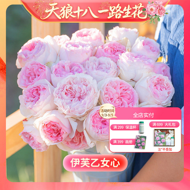 【18周年庆-小苗】天狼月季易养护庭院花园植物玫瑰花卉盆栽苗图片