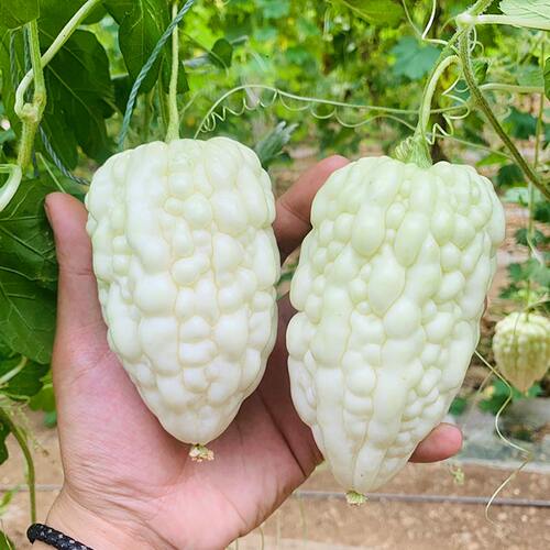 台湾白苹果苦瓜种苗生吃不苦白玉苦瓜苗春季四季盆栽蔬菜种籽种苗