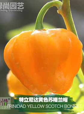 特立尼达黄色苏格兰帽辣椒种子进口中辣四季盆栽蔬菜籽瓜果辣椒苗