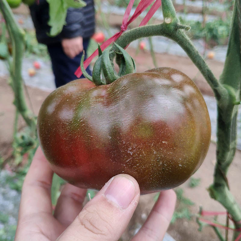 进口大黑番茄种苗四季蔬菜特色水果种籽春季四季蔬菜水果种苗,鲜花速递/花卉仿真/绿植园艺,家庭园艺种子,淘宝优惠券,粉丝福利购,淘宝优惠卷