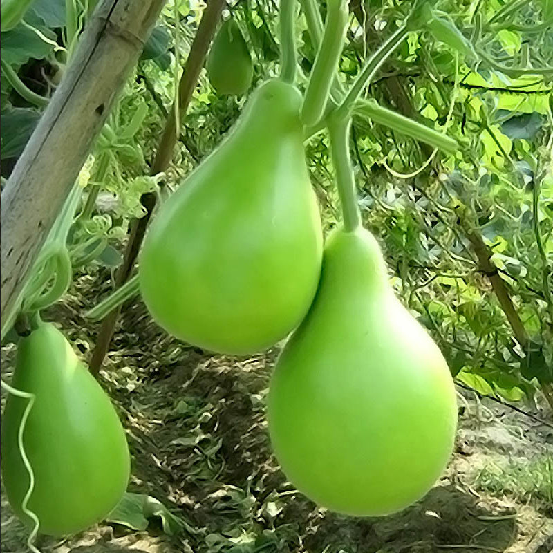 极早生瓠瓜苗种子口味好蒲瓜食用瓠子瓜菜葫芦种籽孑春季蔬菜秧苗
