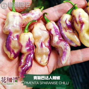 青斯巴达人辣椒种子进口中辣四季播种阳台盆栽蔬菜种籽瓜果辣椒苗