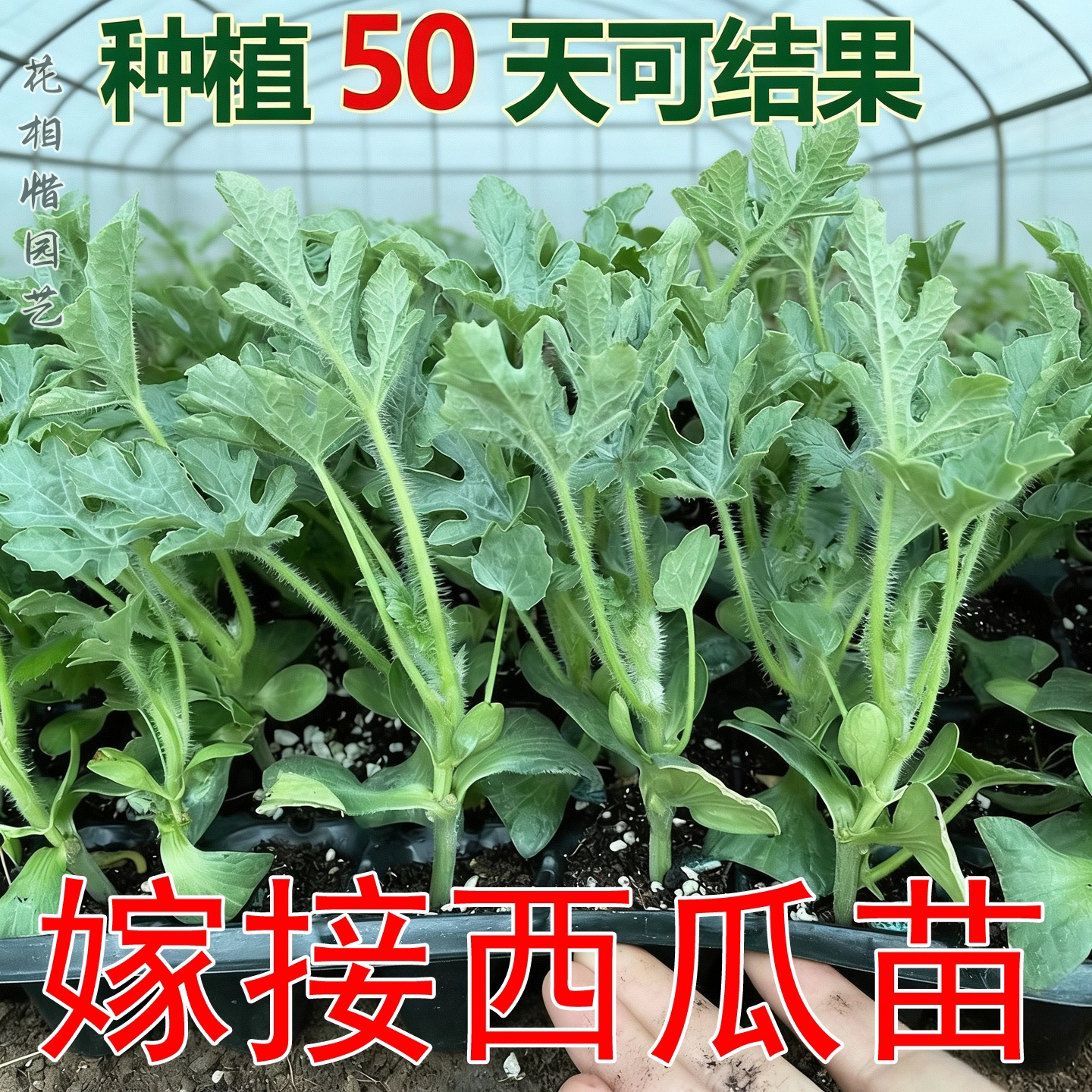 嫁接8424西瓜苗麒麟美都黑美人懒汉巨型盆栽阳台种籽四季水果秧苗