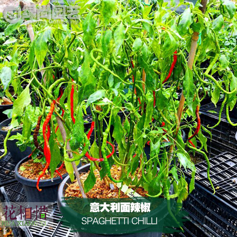 意大利面辣椒种子进口中辣四季播种阳台盆栽蔬菜种籽瓜果线辣椒苗