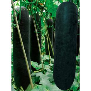 广东黑皮大冬瓜种苗子种籽高产巨型菜东瓜蔬菜孑秧苗四季盆栽南方
