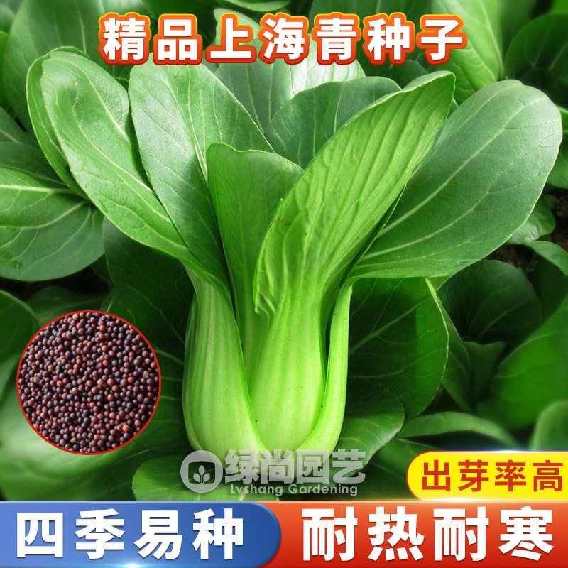 上海青种子夏季抗热青菜种籽青梗菜矮脚油菜白菜阳台盆栽蔬菜种子,鲜花速递/花卉仿真/绿植园艺,家庭园艺种子,淘宝优惠券,粉丝福利购,淘宝优惠卷