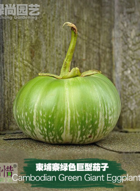 柬埔寨绿色巨型茄子种子进口四季播种阳台盆栽蔬菜种籽瓜果茄子苗