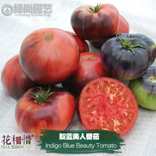 靛蓝美人番茄种子进口西红柿四季播种阳台盆栽蔬菜种籽瓜果番茄苗