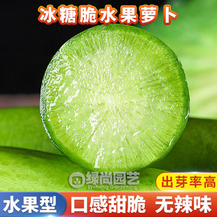 冰糖脆水果青萝卜种子青水果萝卜种籽青萝卜四季盆栽速生蔬菜种子