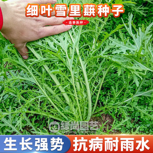 雪里红种子四季播种庭院阳台花叶细叶雪里蕻雪菜种籽盆栽蔬菜种子