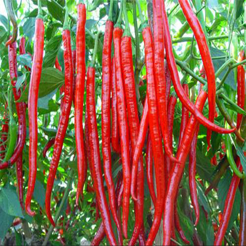 香辣红线王线辣椒种子籽苗香辣型春季夏季四季盆栽高产蔬菜种苗