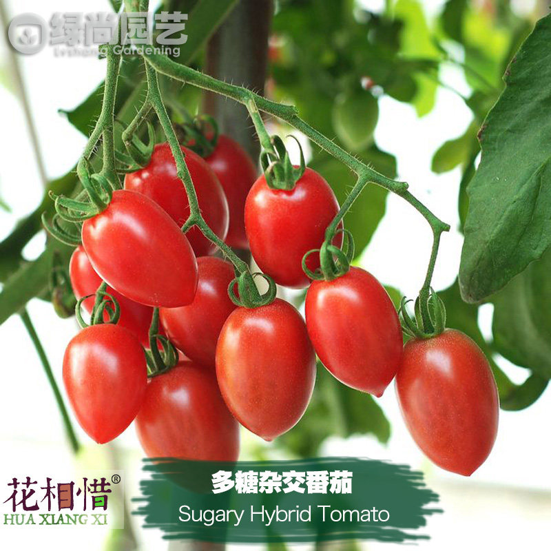 多糖杂交番茄种子进口西红柿四季阳台盆栽蔬菜种籽瓜果樱桃番茄苗,鲜花速递/花卉仿真/绿植园艺,家庭园艺种子,淘宝优惠券,粉丝福利购,淘宝优惠卷