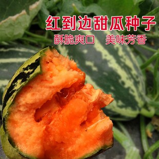 红到边甜瓜种苗花皮红瓤超甜羊角蜜四季 水果苗 冰糖子香瓜籽春秋季