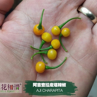 阿吉查拉皮塔辣椒种子进口中高辣四季阳台盆栽蔬菜种籽瓜果辣椒苗