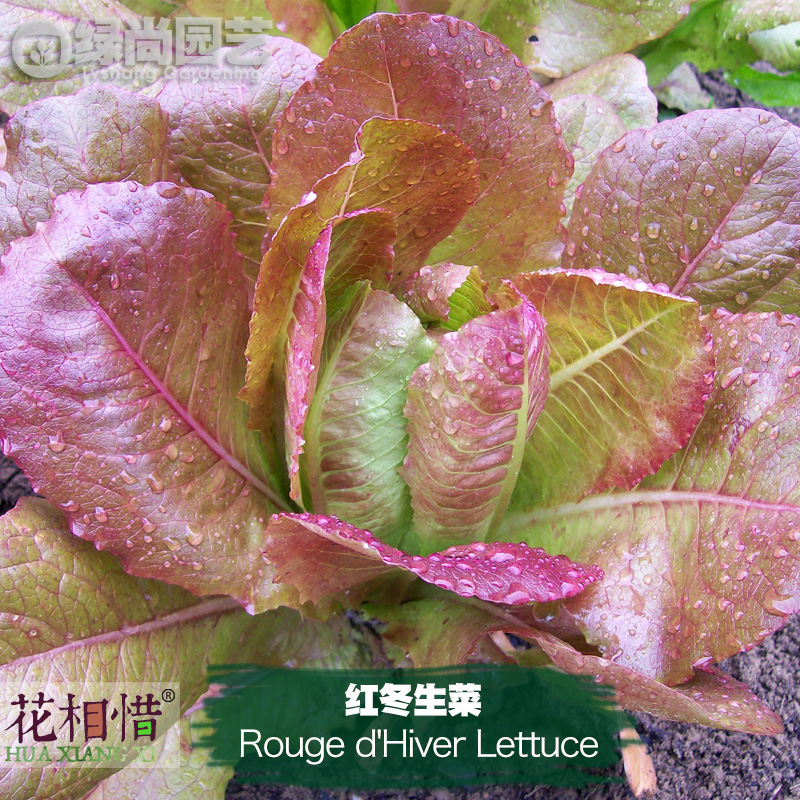 冬红生菜种子进口四季播种地栽阳台盆栽蔬菜种籽叶菜棕红色生菜