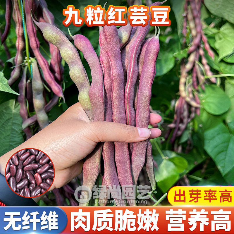 九粒红芸豆种子爬藤红四季豆种籽菜园早熟高产豆角梅豆蔬菜种子孑,鲜花速递/花卉仿真/绿植园艺,家庭园艺种子,淘宝优惠券,粉丝福利购,淘宝优惠卷