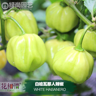 白哈瓦那人辣椒种子进口中辣四季播种阳台盆栽蔬菜种籽瓜果辣椒苗