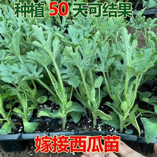 嫁接8424西瓜苗麒麟美都黑美人懒汉巨型盆栽阳台种籽四季水果秧苗