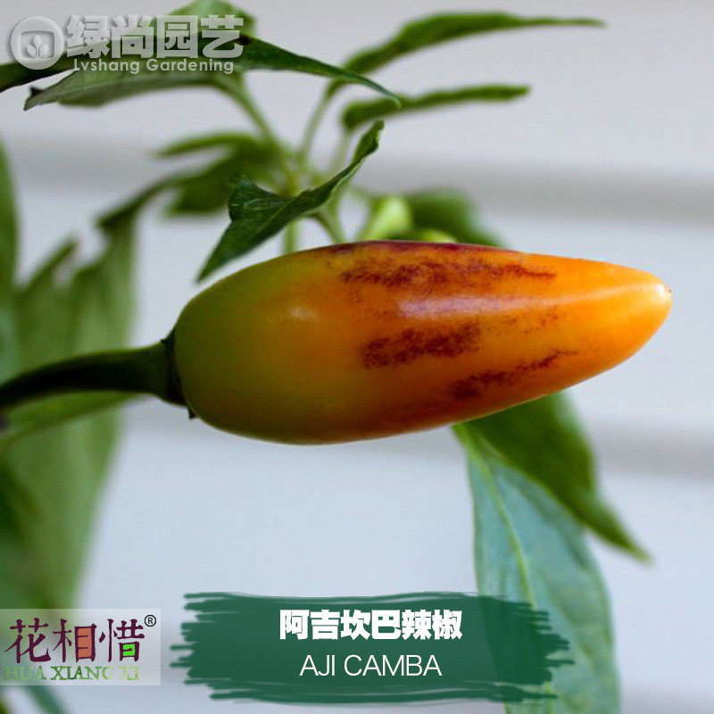 阿吉坎巴辣椒种子进口中高辣四季播种阳台盆栽蔬菜种籽瓜果辣椒苗,鲜花速递/花卉仿真/绿植园艺,家庭园艺种子,淘宝优惠券,粉丝福利购,淘宝优惠卷