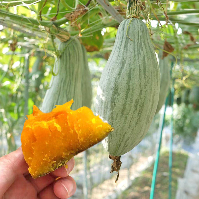 新疆丑瓜贵族南瓜种子苗板栗味种籽孑贝贝小板粟高产香甜种植四季