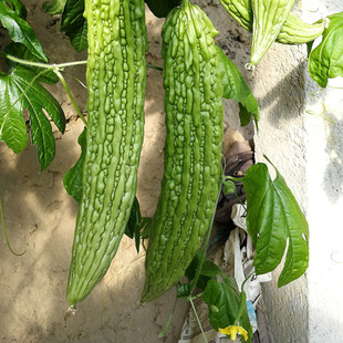 蔬菜籽黑籽疙瘩绿盛绿苦瓜种苗 苦瓜种苗种籽荷兰高产抗病春夏四季