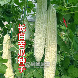 长白苦瓜种子嫩绿长苦瓜种籽庭院阳台盆栽爬藤苦瓜种子苗蔬菜种苗