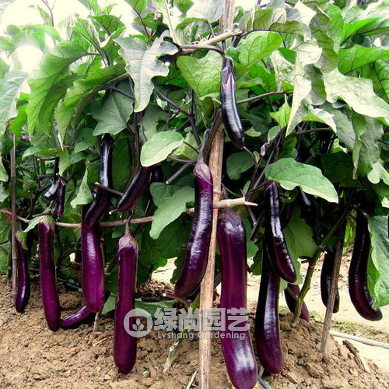 紫长茄种子茄子种籽高产早熟紫茄子苗阳台庭院盆栽四季播蔬菜种苗,鲜花速递/花卉仿真/绿植园艺,家庭园艺种子,淘宝优惠券,粉丝福利购,淘宝优惠卷