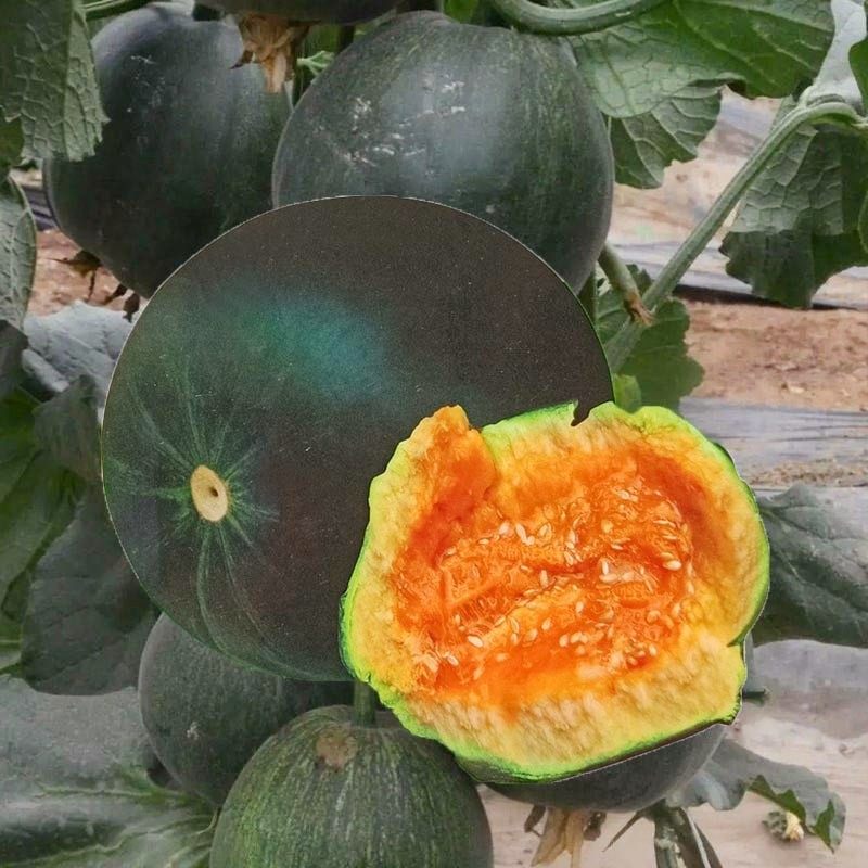 老面瓜种春夏季黑皮甜瓜种苗水果种子春四季阳台盆栽庭院蔬菜种苗,鲜花速递/花卉仿真/绿植园艺,家庭园艺种子,淘宝优惠券,粉丝福利购,淘宝优惠卷