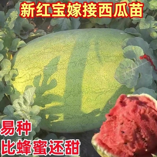 新红宝嫁接西瓜苗绿皮大果少含糖量高春季四季巨型懒汉种子孑