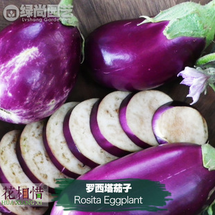 罗西塔茄子种子进口圆粉茄子四季播种阳台盆栽蔬菜种籽瓜果茄子苗