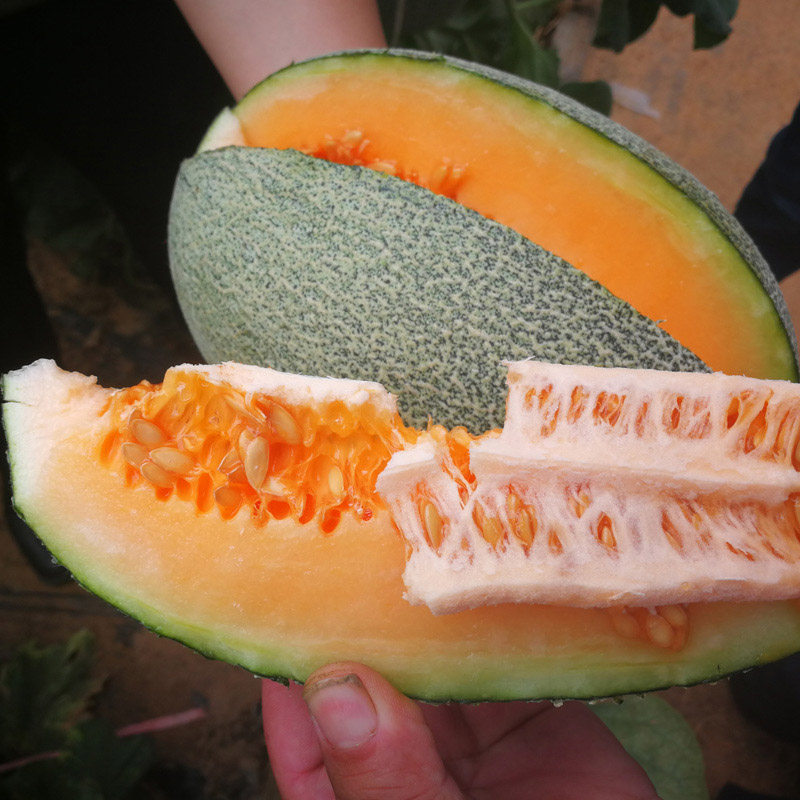 新疆麻皮哈密瓜种苗香瓜甜瓜种苗超甜高产春季夏季四季哈蜜瓜南方