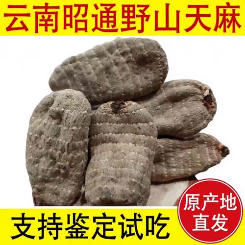 云南昭通野外麻王乌天麻治头疼