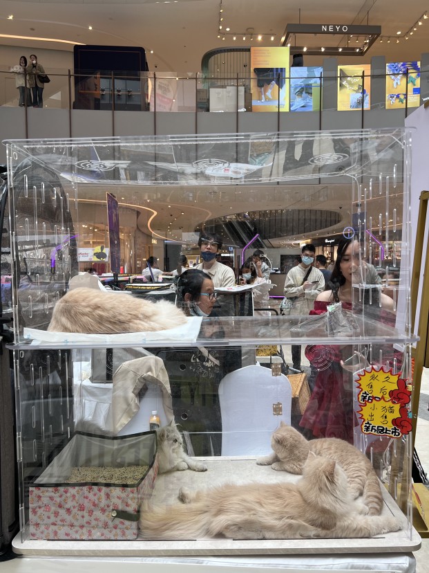 全透明亚克力赛猫笼子专业猫赛笼透明摆摊笼宠物展示笼便携组装